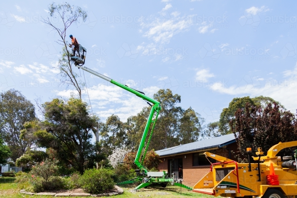 Image of Workman felling a dying gum tree beside a house with care