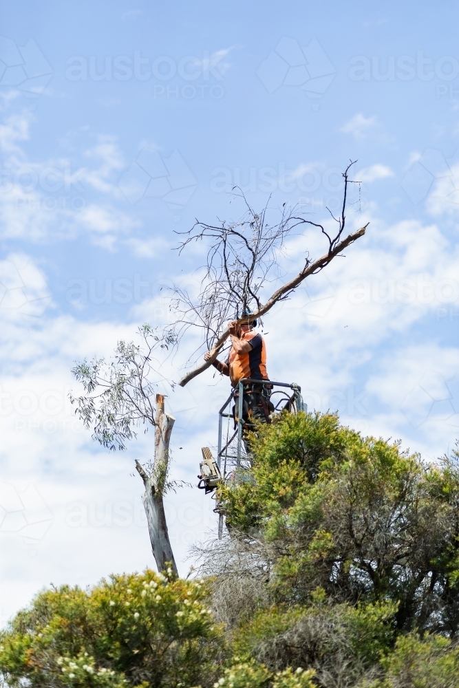 Workman felling a dying gum tree beside a house with care - Australian Stock Image