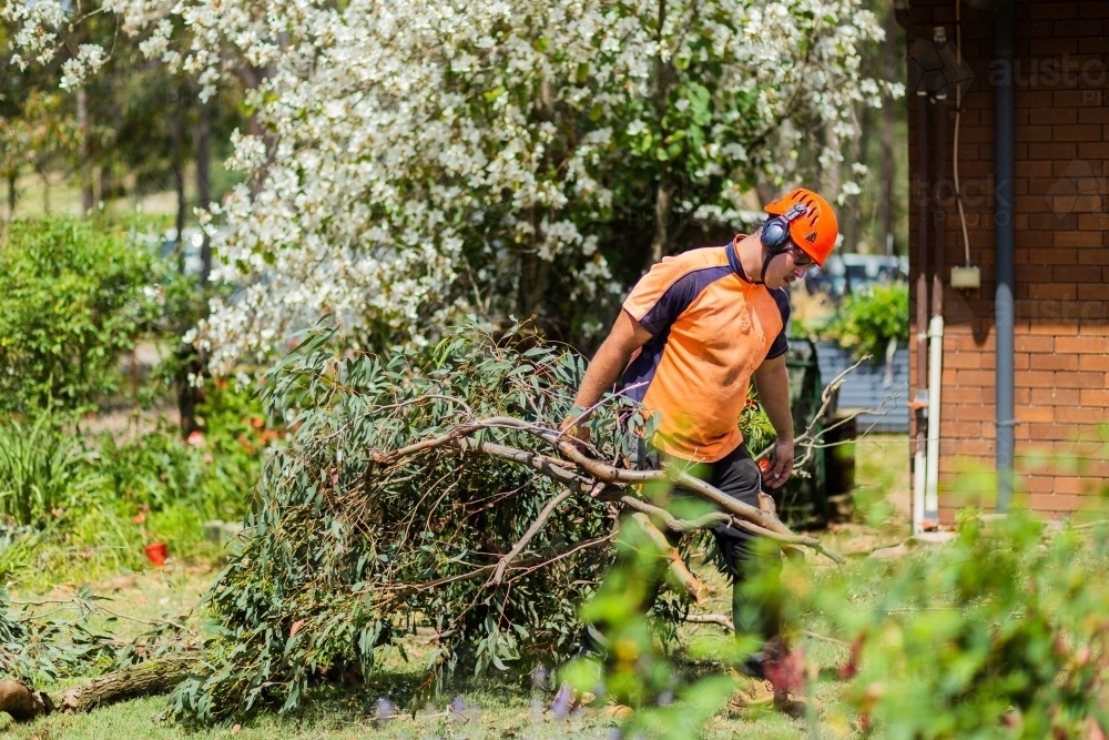 Workman removing branches from tree in garden - Australian Stock Image