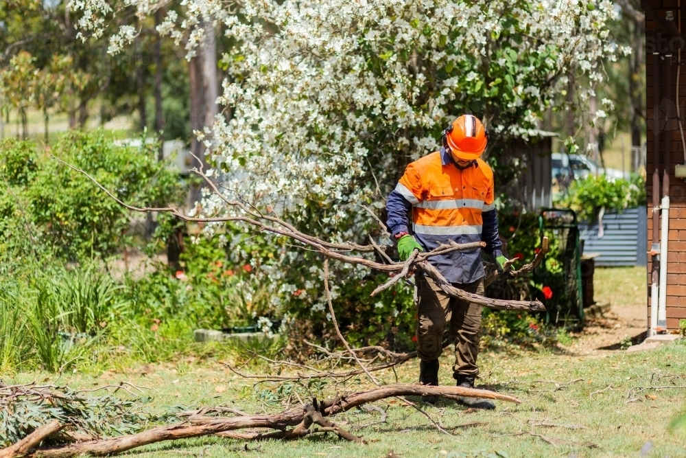 Remove A Tree Branch How To Plant A Branch From A Tree at Andrew Webber blog