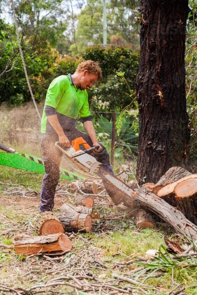 workman using chainsaw to cut branches into logs - tree removal - Australian Stock Image