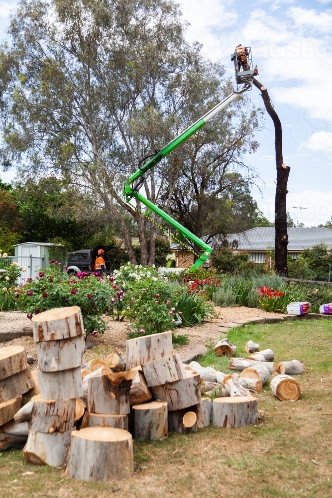 Workmen using a cherry picker to cut down a dying iron bark tree from front yard - Australian Stock Image