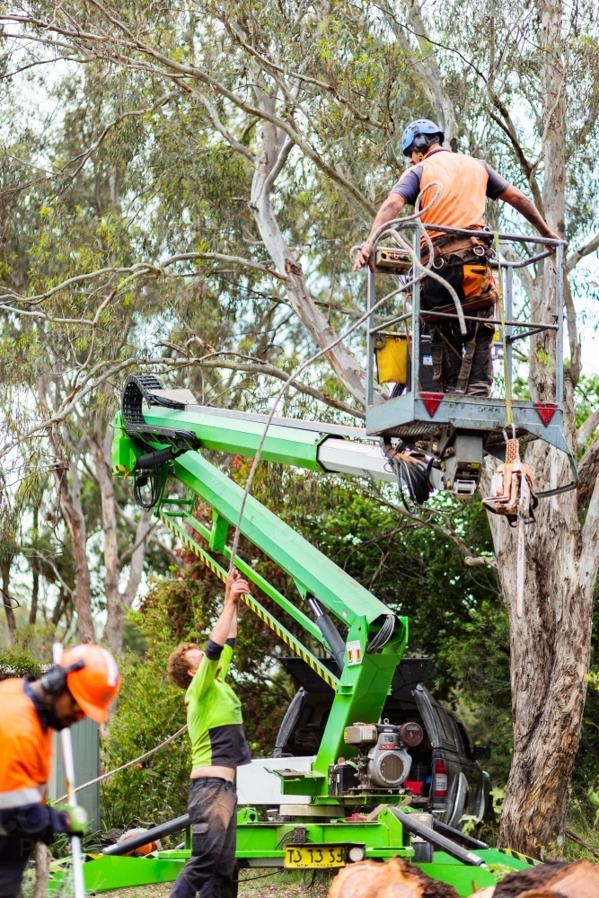 Workmen using a cherry picker to cut down a dying iron bark tree from front yard - Australian Stock Image