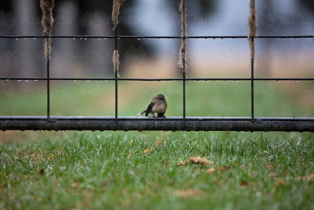 Wren on a fence covered in water after rain - Australian Stock Image