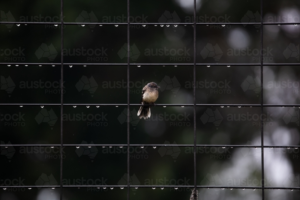 Wren on a fence covered in water after rain - Australian Stock Image