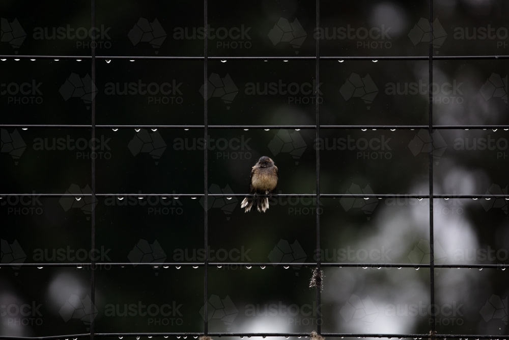 Wren on a fence covered in water after rain - Australian Stock Image