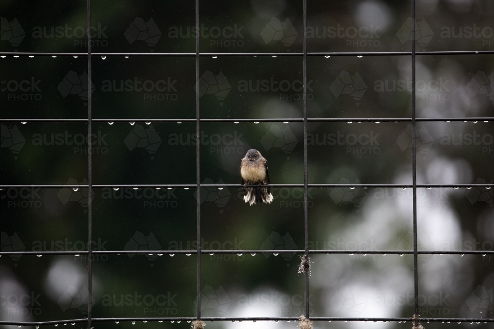 Wren on a fence covered in water after rain - Australian Stock Image
