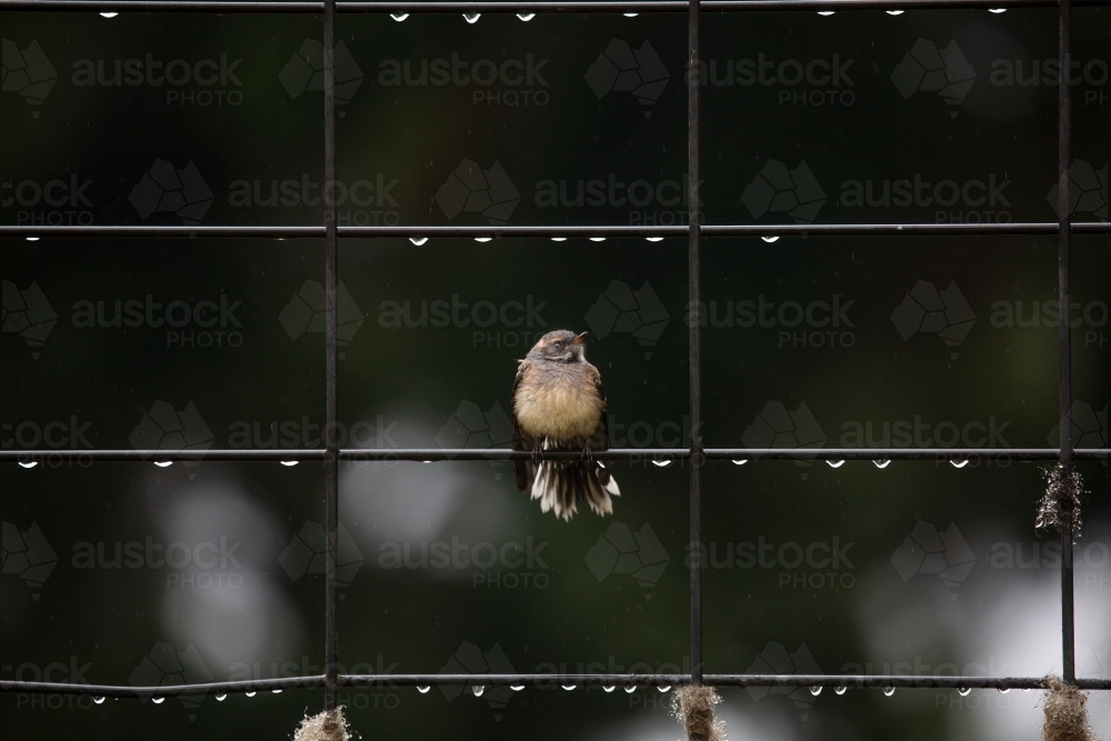Wren on a fence covered in water after rain - Australian Stock Image