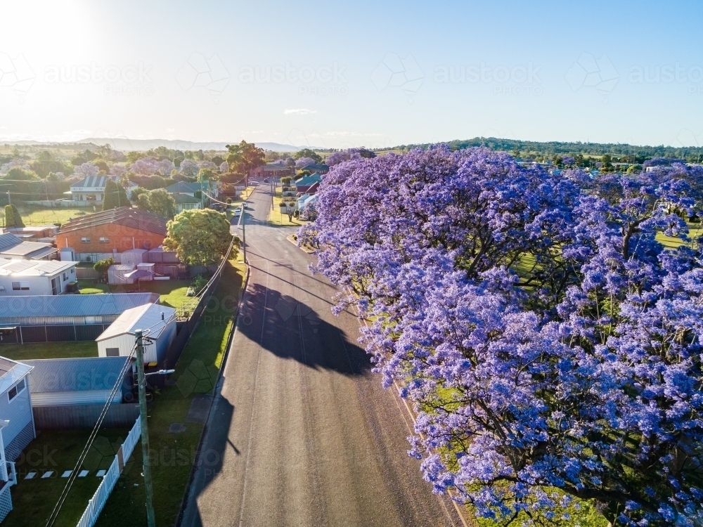 Wynyard street singleton with purple jacaranda trees in flower and evening sunlight - Australian Stock Image