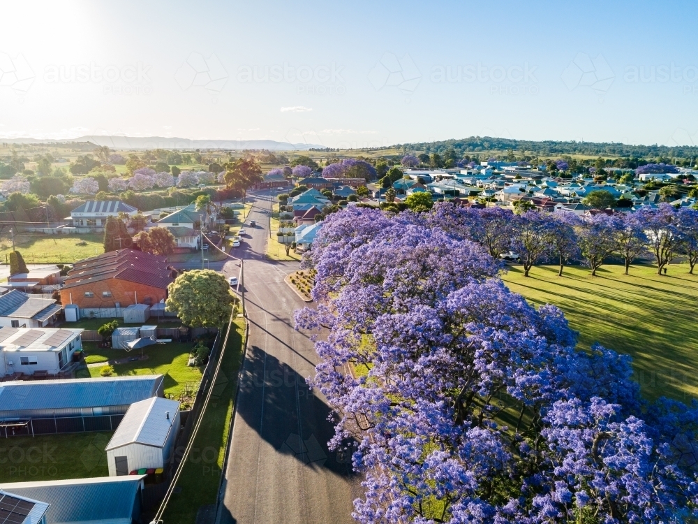 Image of Wynyard street singleton with purple jacaranda trees in flower