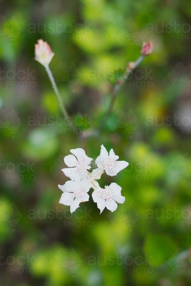 Xanthosia Rotundifolia (Southern Cross) Wildflower - Australian Stock Image