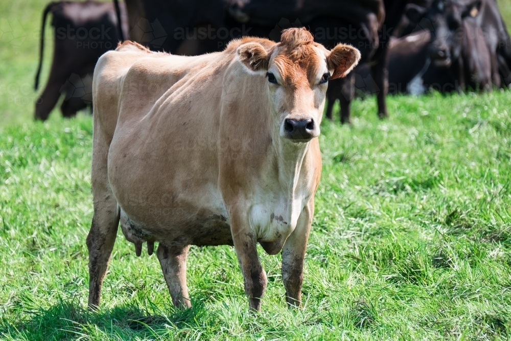 Jersey cow stands in front of a herd of black cows - Australian Stock Image