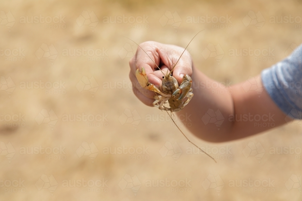 Yabby In A Boy's Hand On Neutral Background - Australian Stock Image