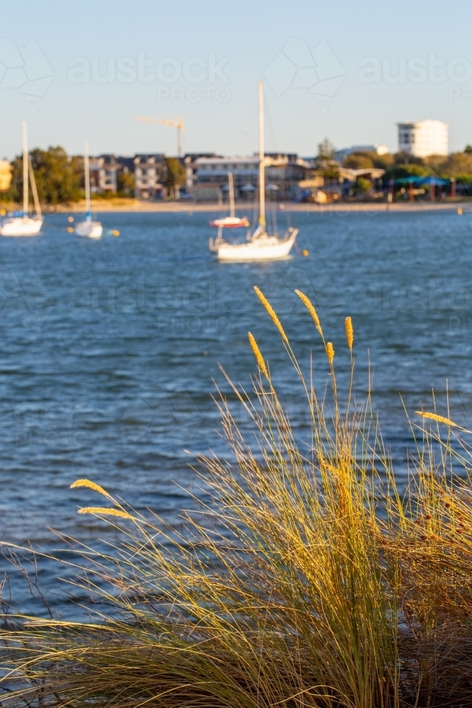 yachts at anchor in bay with dune grass in foreground - Australian Stock Image