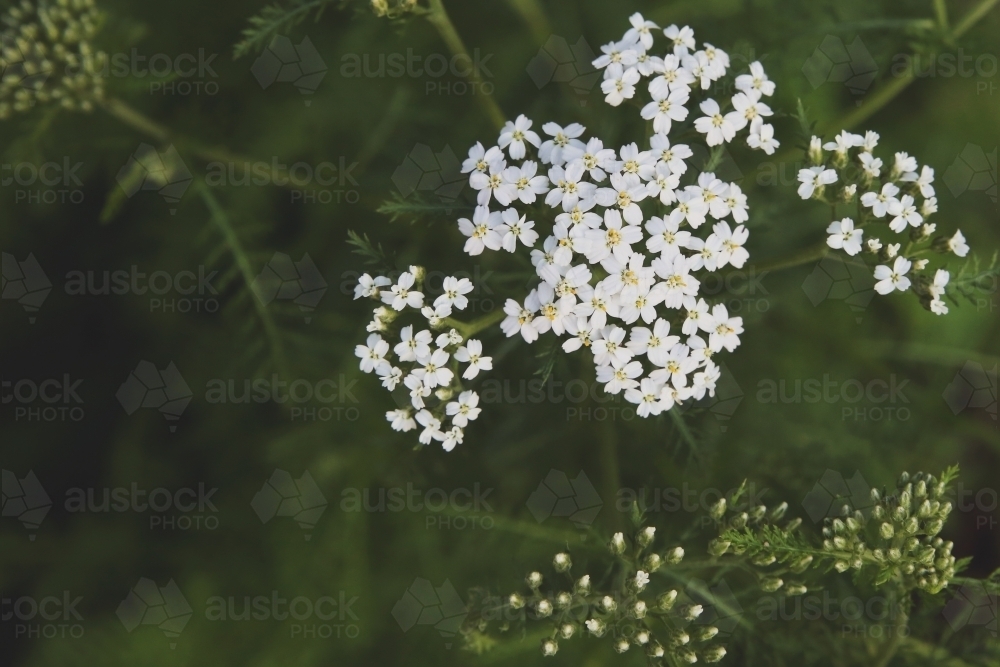 Yarrow flowers - Australian Stock Image