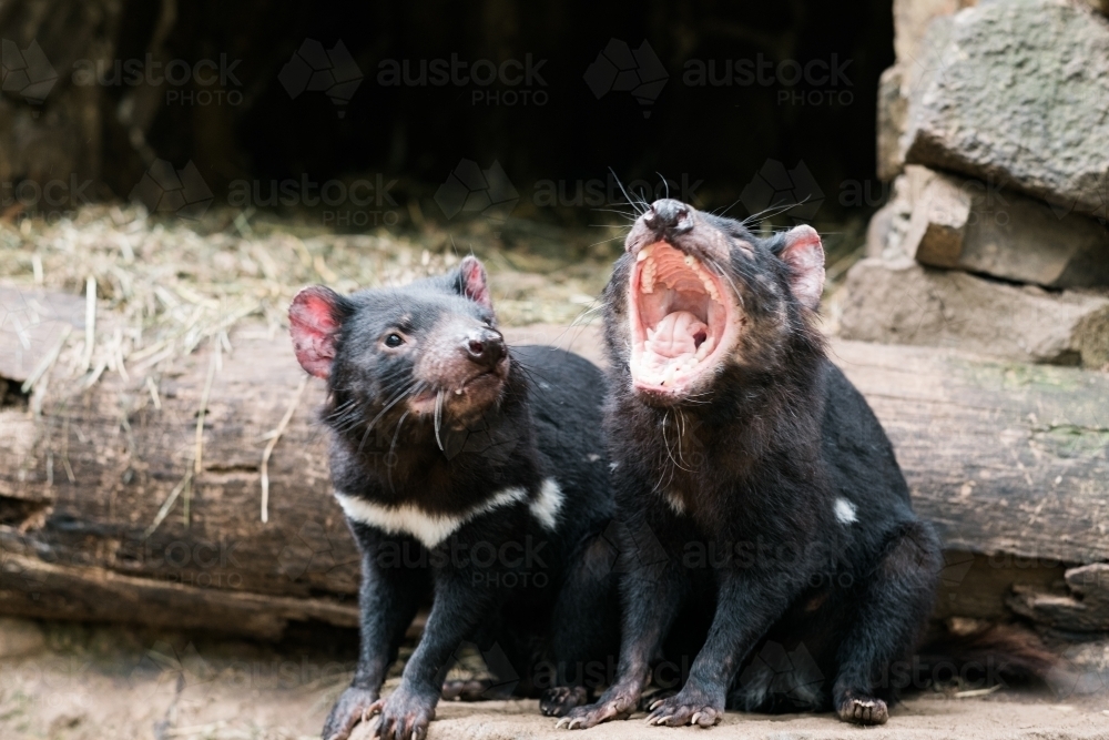 Yawning Tasmanian Devil being watched by another Devil - Australian Stock Image