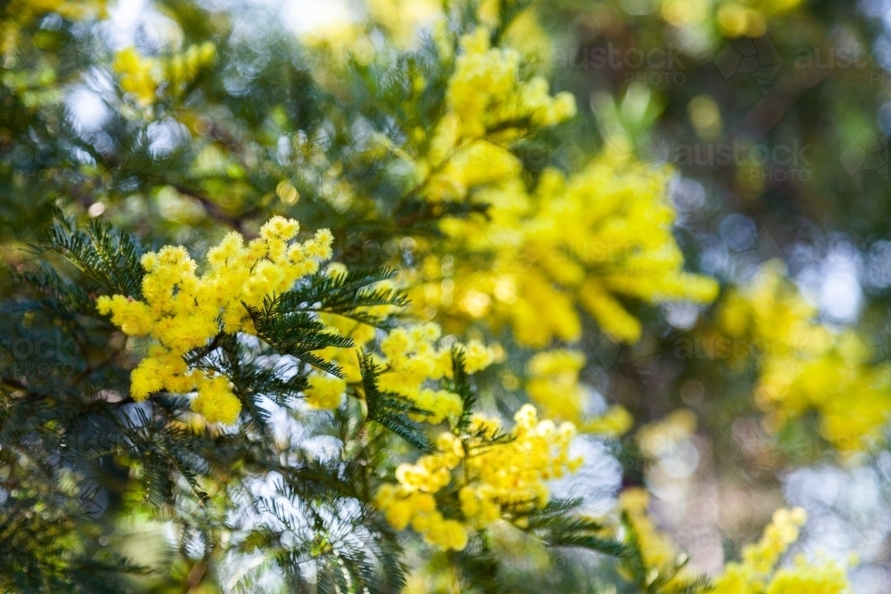 Yellow acacia blossoms with soft bokeh background - Australian Stock Image