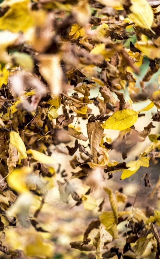 Yellow and brown autumn leaves moving - Australian Stock Image