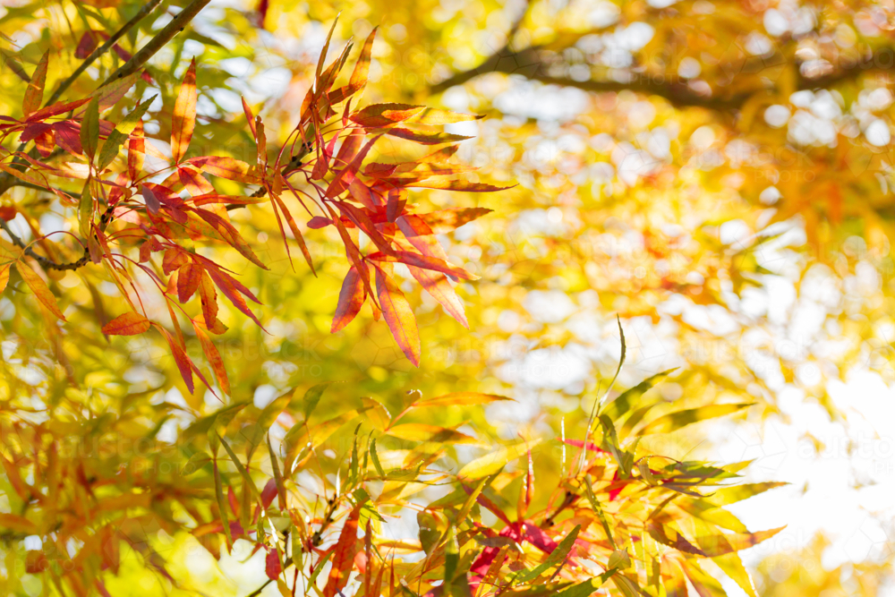 Image of yellow and gold autumn leaves on tree backlit by sunshine ...