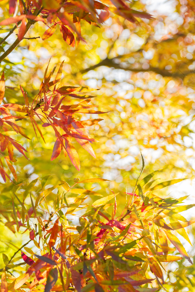 yellow and gold autumn leaves on tree backlit by sunshine - Australian Stock Image