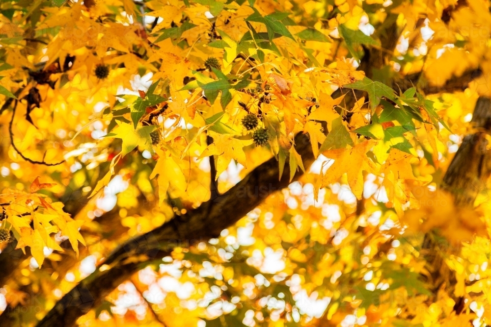 Image of Yellow and green autumn leaves on tree with bokeh copy space ...