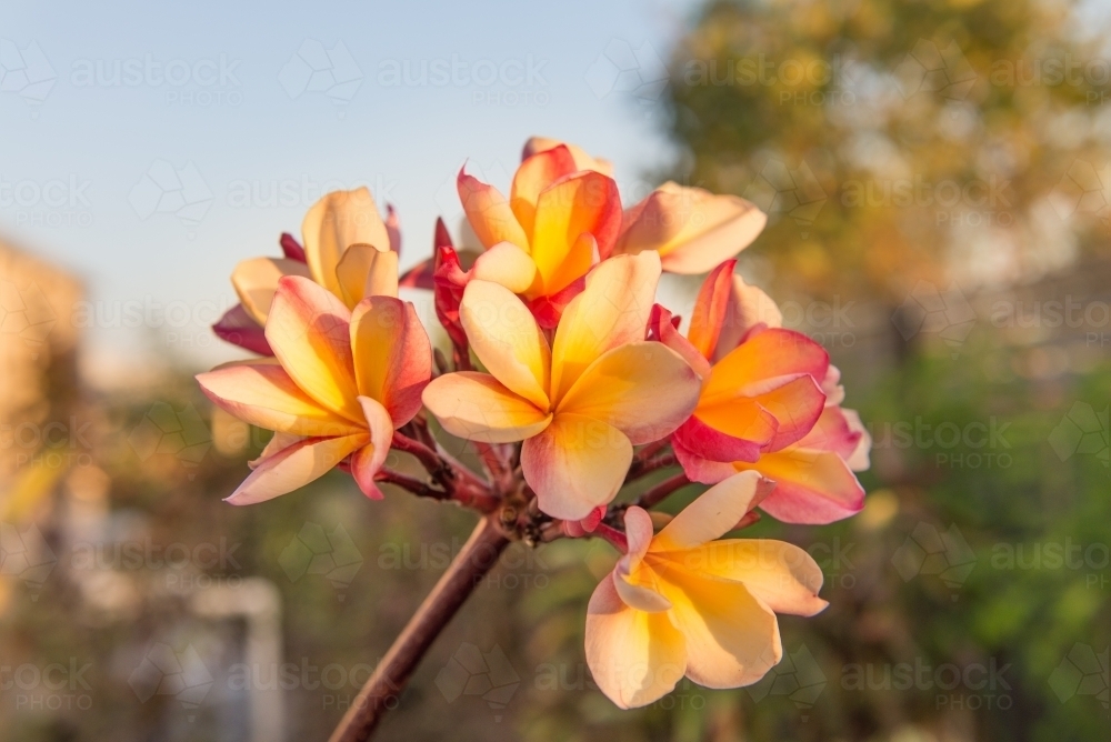 Yellow and Pink Frangipanis - Australian Stock Image