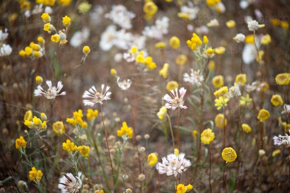 Yellow and white wildflowers in western Australia - Australian Stock Image