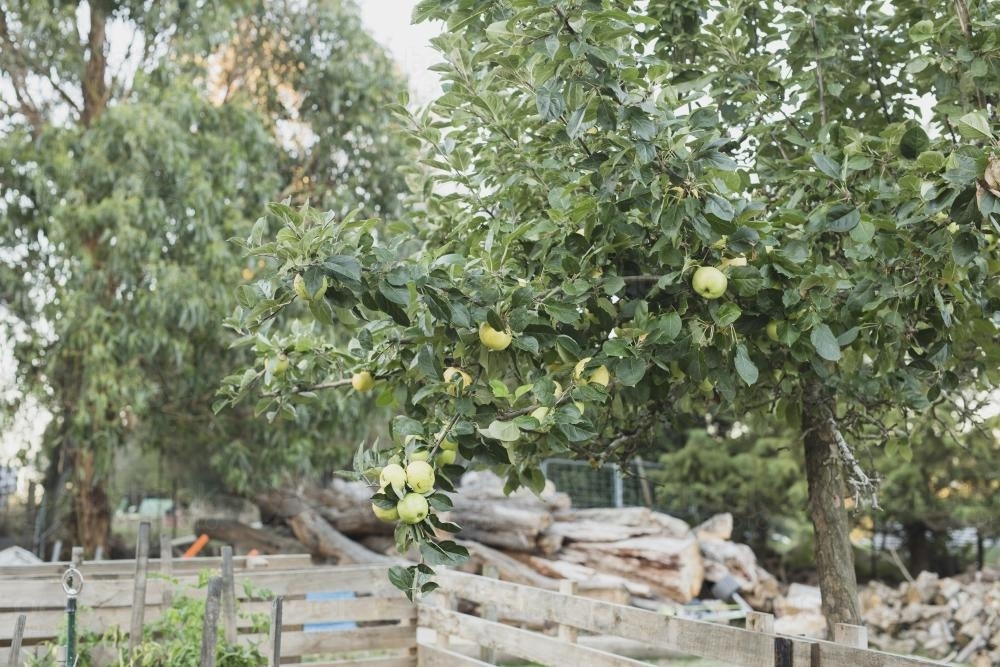 Yellow apples on a green leafy tree in a home orchid - Australian Stock Image