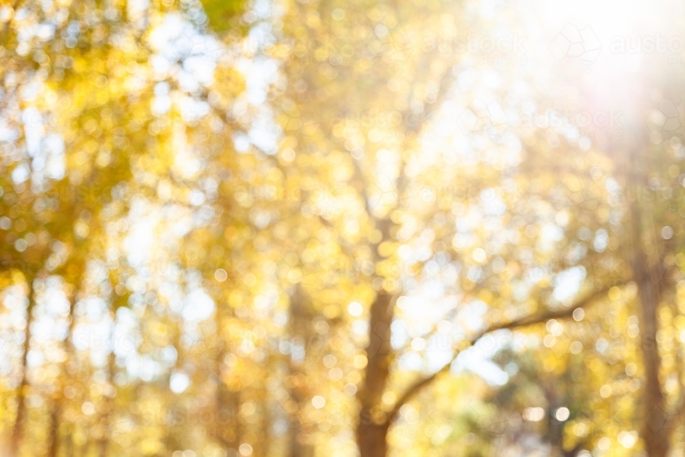 Yellow autumn bokeh background - Australian Stock Image
