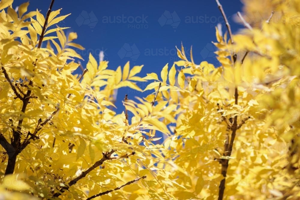 Yellow autumn leaves and a blue sky - Australian Stock Image