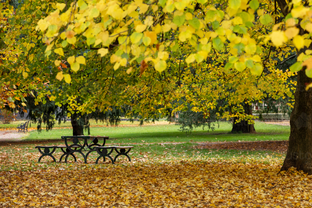 Yellow autumn leaves and picnic table in country park. - Australian Stock Image
