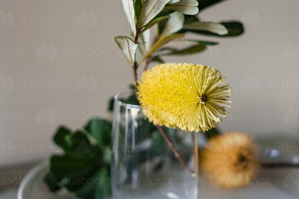 yellow Banksia - Australian Stock Image