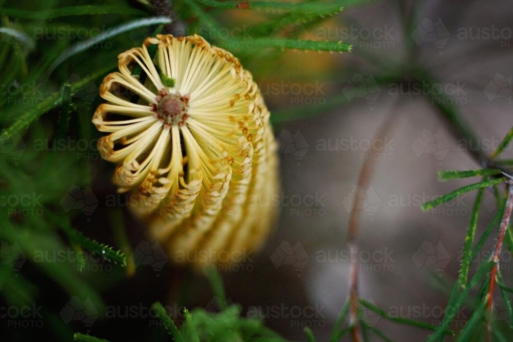 Yellow banksia flower - Australian Stock Image