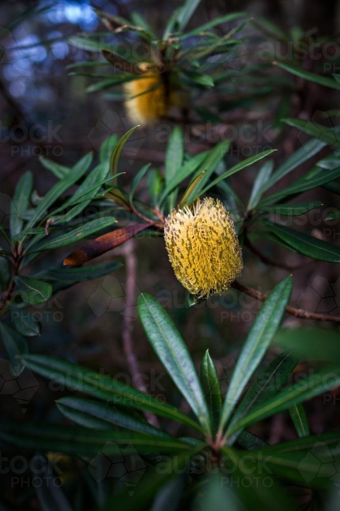 Yellow Banksia flower in the bush - Australian Stock Image