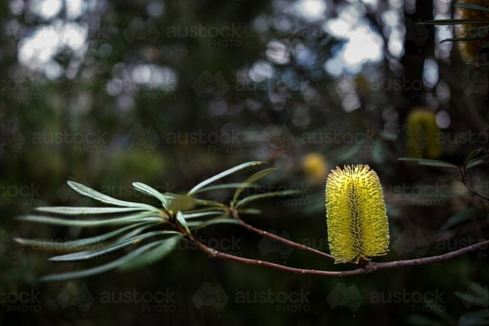 Yellow Banksia flower in the bush - Australian Stock Image