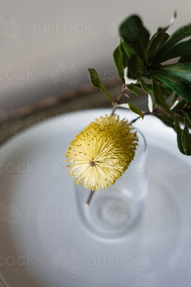 yellow Banksia in a vase - Australian Stock Image