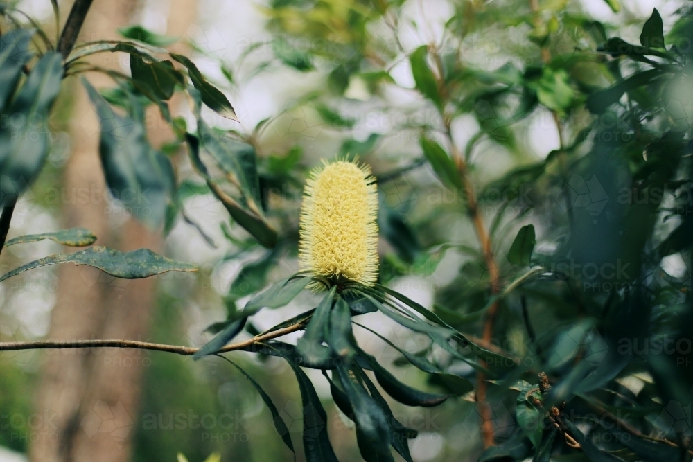 Yellow banksia in bloom - Australian Stock Image