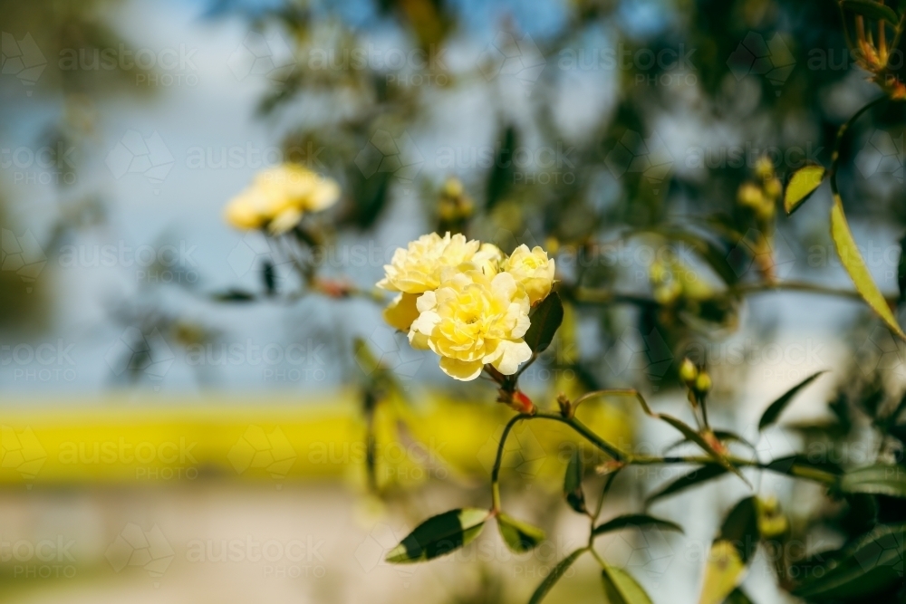Image of Yellow banksia rose in flower with golden canola field in ...