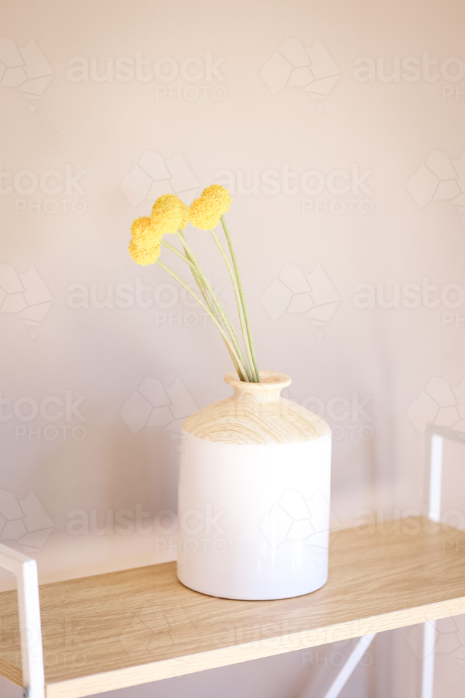 Yellow Billy Button flowers in white vase with plain wall background - Australian Stock Image