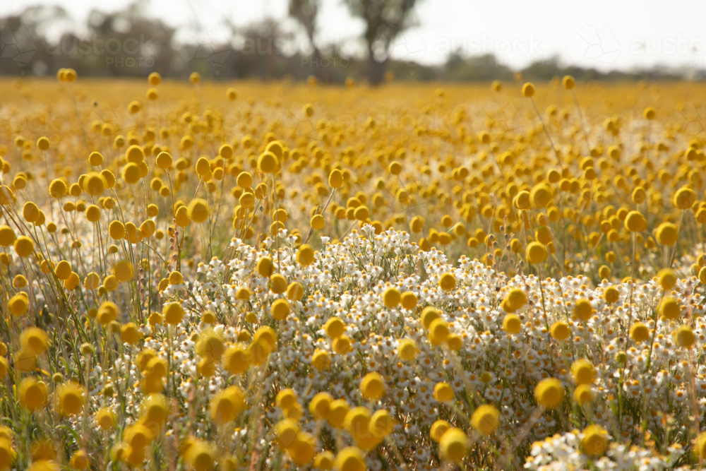 yellow billy button wildflowers blooming - Australian Stock Image