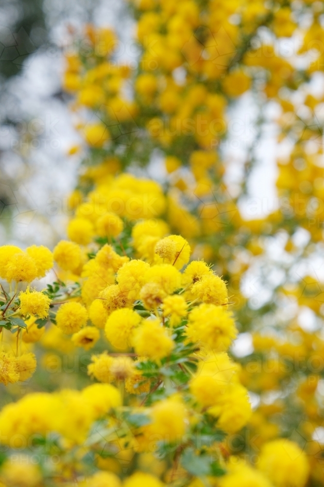 Yellow blossoms of Sand Heath Wattle - Australian Stock Image