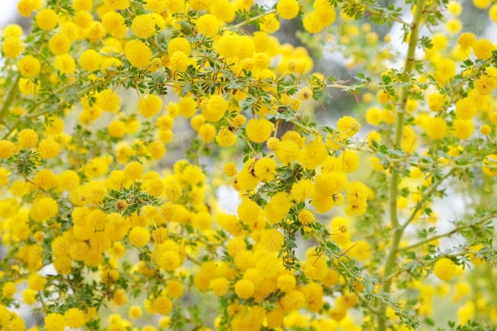 Yellow blossoms of Sand Heath Wattle - Australian Stock Image