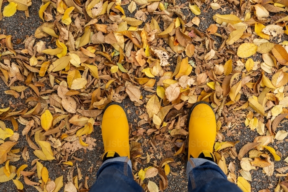 Yellow boots crunch in dry autumn leaves fallen on ground - Australian Stock Image