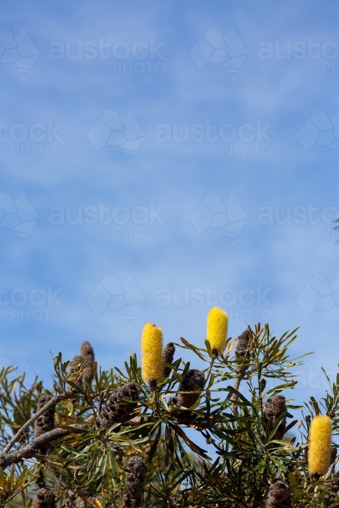 Yellow candlestick banksia flowers on tree with blue sky - Australian Stock Image