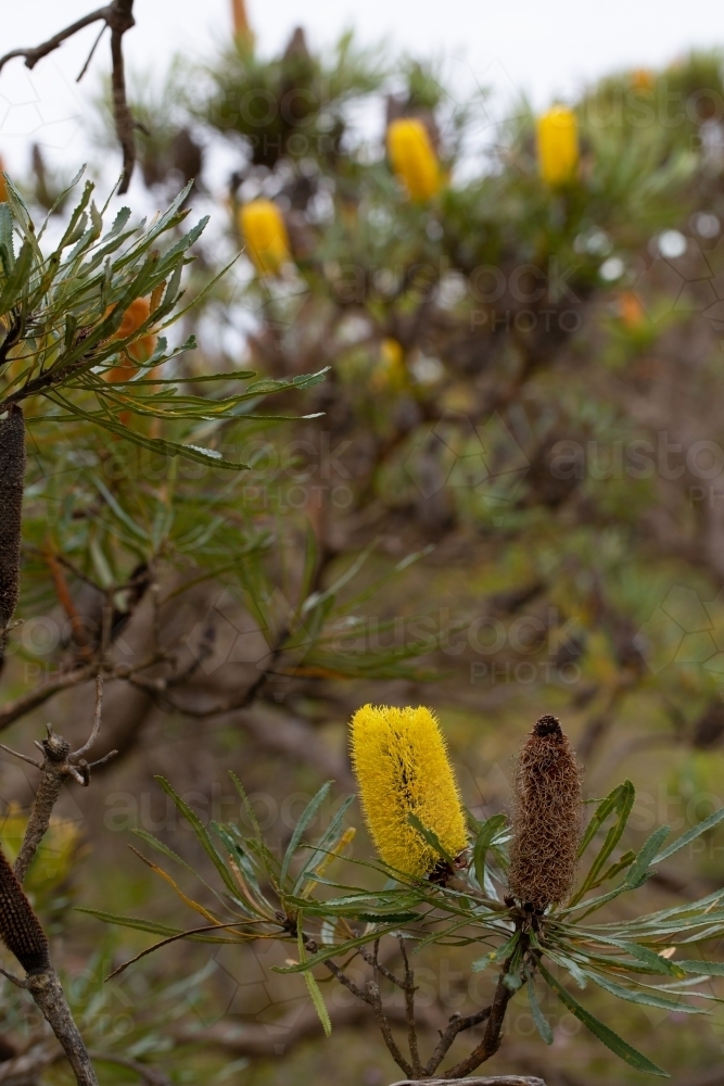 Yellow candlestick Banksia tree detail with flowers, leaves, and seedpods - Australian Stock Image