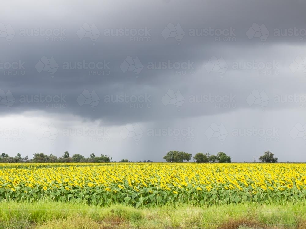 Yellow coloured field of sunflowers against a stormy sky - Australian Stock Image