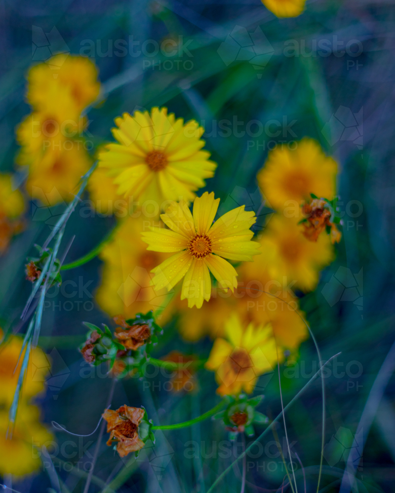 Yellow coreopsis flowers in a green field - Australian Stock Image