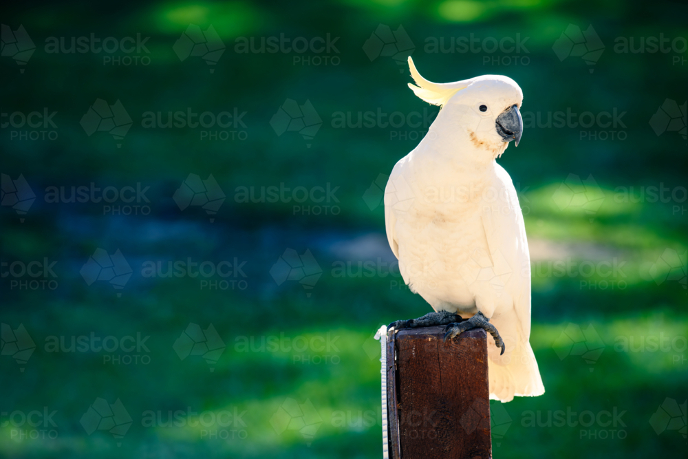 Yellow-crested cockatoo (Cacatua sulphurea) also known as the lesser sulphur-crested cockatoo - Australian Stock Image