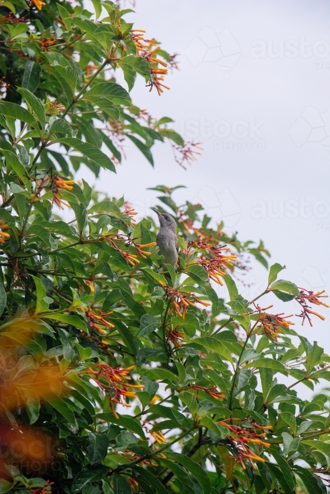 Yellow-faced Honeyeater in tree - Australian Stock Image