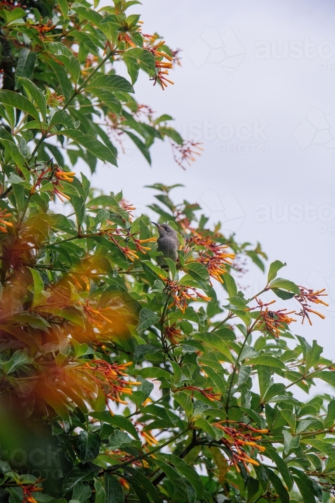 Yellow-faced Honeyeater in tree - Australian Stock Image